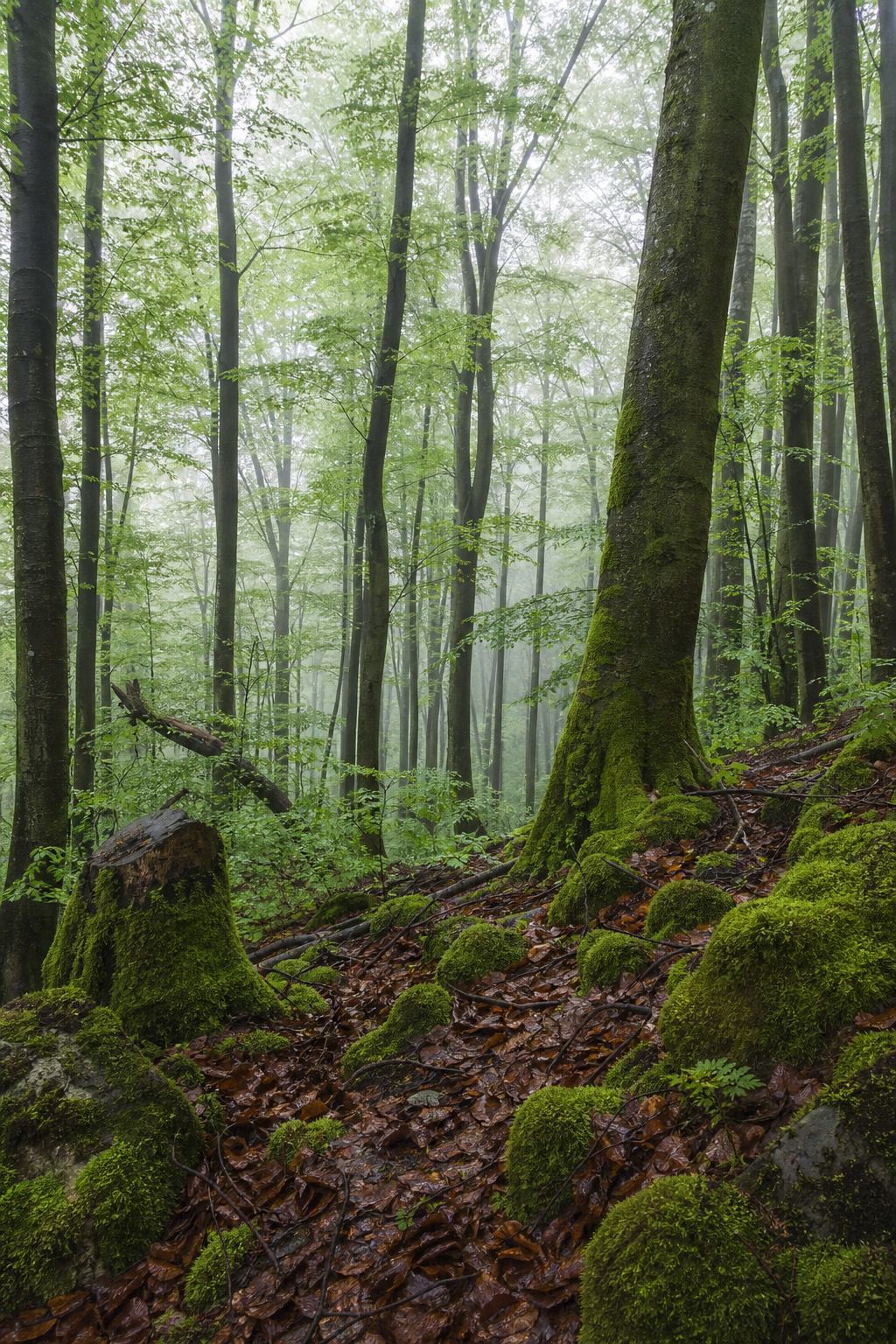 Buchenwald nach Regen über basaltischen Hügeln der Eifel